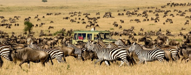 Choosing the safari