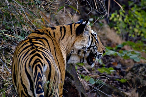 Tiger Sighting at Bandhavgarh National Park