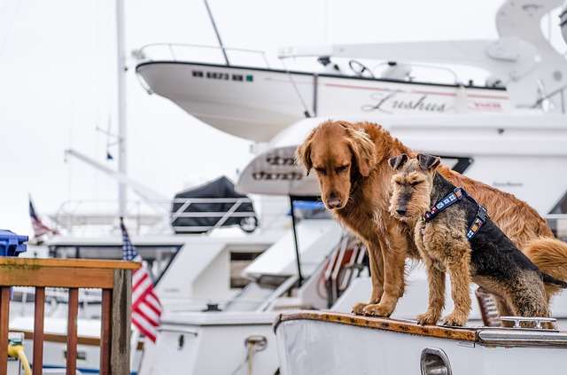 Boating with Your Dog Has Never Been Easier Until Now