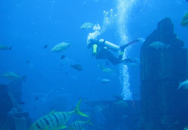 Dubai Aquarium Diving experience