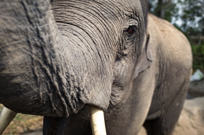 Elephant Sanctuaries vs. Elephant Trekking: What's the Difference?