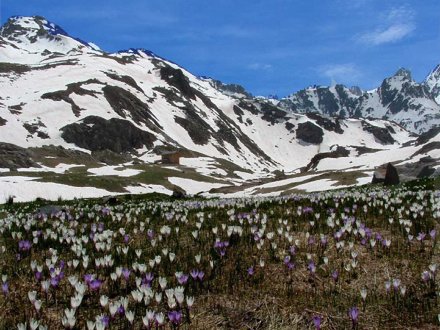 French Southern Alps Flowers