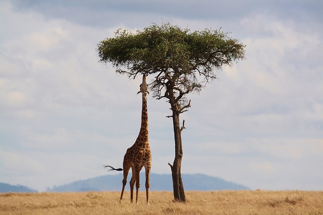 Top Things to Do When Visiting Kenya