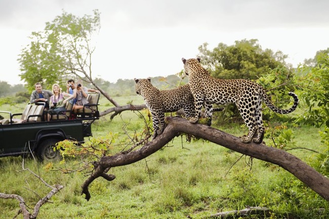 Kruger National Park Safari – South Africa