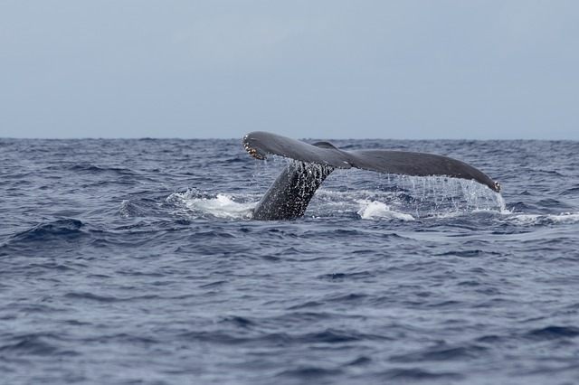 Everything You Need to Know about Maui Whale Watching