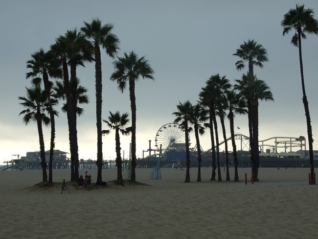 Palm trees on Santa Monica beach, with a view of Pacific Park in the background