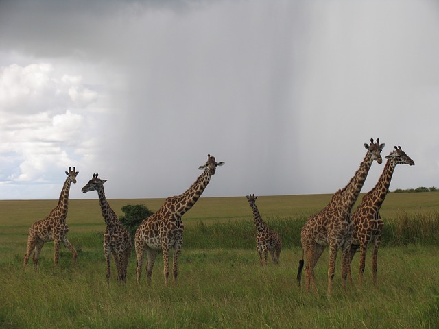 Why you should visit Maasai Mara at least once in your lifetime