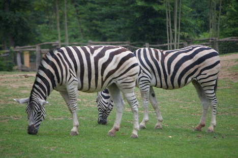 Zebras - Knowsley Safari Park